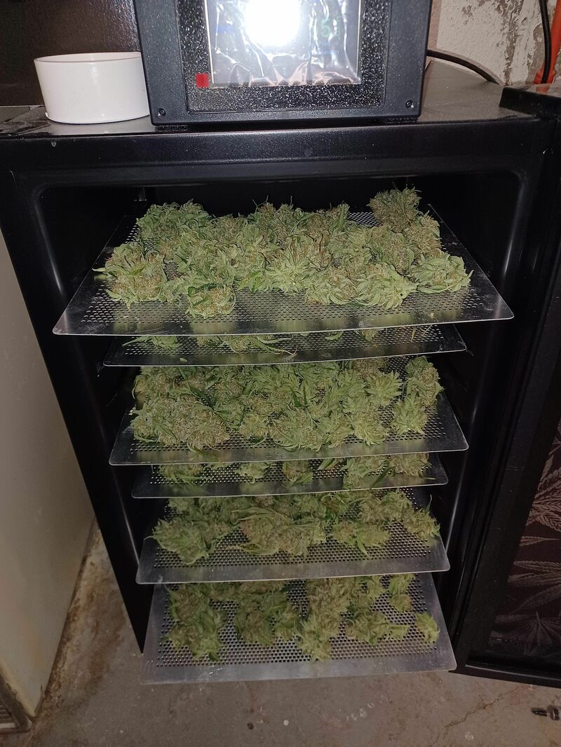 Guava Auto, Фасовка: 5, изображение 14